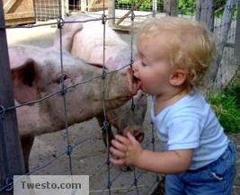 Swine Flu